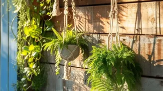 A Spotlight On Walls And Railings For Plants In The New Small-Space Gardening Trend
