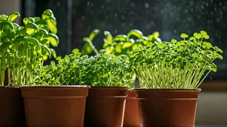 The Rainy Season Garden: 4 Herbs For Kitchen Counters