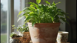 Container Size Matters More Than Decorative Pots For Healthy Plants