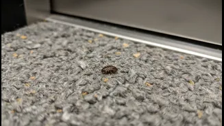 Why High-Rise Pets Face Unintentional Flea Transfers From Shared Apartment Elevator Carpets