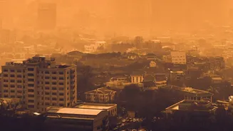 Pollution harms brain and focus