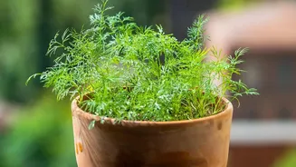 How Modular Rain Deflectors Shield Balcony Plant Pots From Poor Drainage Complications