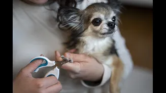 Como cortar unhas de cachorro? Aprenda o passo a passo