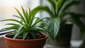 Indoor Plants Stay Happier With These Monsoon Changes