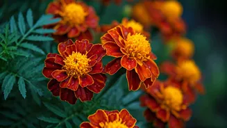 Marigolds Are The Practical Flower Gardeners Need