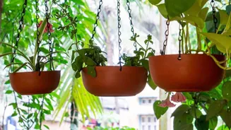 How to transform your space with hanging planters