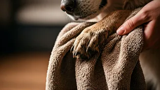 Dog Parents Choose Microfiber Towels For Cleaning Muddy Monsoon Paws