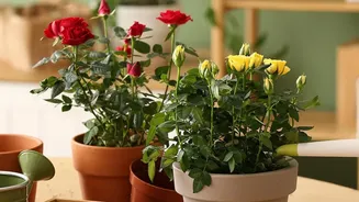 Simple Watering Checks Can Keep Indoor Plants Healthy This August