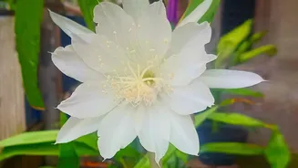 A ₹25,000 Warning Is Protecting One of Tamil Nadu's Rarest Blooms