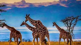 From Wildlife to Wheels, South Africa Makes Slower Travel Feel Adventurous
