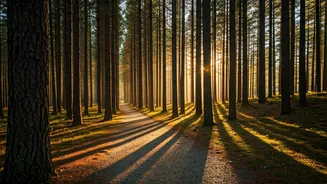Pristine Almora Pine Woods Top Youth Summer Wishlists