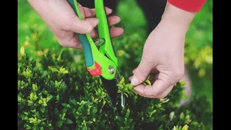 Why You Should Prune Plants During Monsoon: A Complete Month-Wise Guide