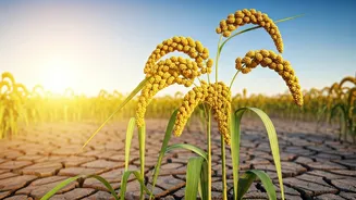 Drought-Defying Crops: Thriving in India's Warm Climate with Minimal Water