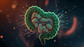 Gut Health Does Not Need Imported Jargon