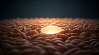 India's 'Designer Rice': A Protein-Packed, Low-GI Grain Revolution for Diabetes Management