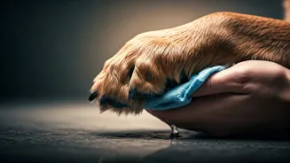 Protecting Paws: The Daily Checklist For Rainy Season Pet Grooming