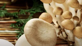 Seasonal Mushroom Harvests Are Encouraging Indians To Explore Local Food Traditions Again