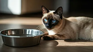 Beat the Indian Summer: Essential Hydration Tips for Your Feline Friends