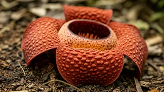 5 Smelliest Flowers: Nature's Olfactory Adventures