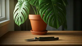 Plant Parents Need Less Panic, More Pruning