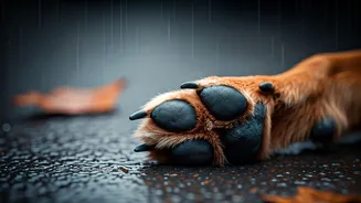 Why Outdoor-Loving Pets Suffer From Paw Pododermatitis In Rainy July