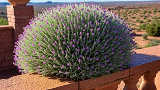 Monsoon Balconies Need This Magical Bloom