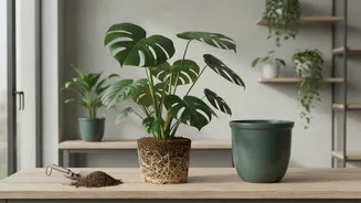 A Plant's Species and Growth Rate Shape Repotting Frequency