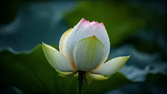 Mahavir Jayanti 2026: Expressing Blessings with Meaningful Wishes and Quotes