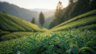 A Journey to Thailand's Oldest Organic Tea Farm: An Unforgettable Experience