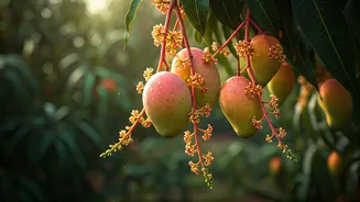 The Mango Marvel: Shri Kishan Suman's 'Sadabahar' - The Mango That Blooms Thrice!