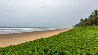 Empty Beaches Give Kerala Its Off-Season Charm