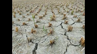 Impact of Weak Monsoon on Indian Agriculture and Economy