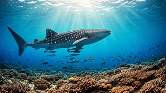 Maldives' Majestic Sharks: Hina Khan's Unforgettable Dive Adventure & Top Dive Spots