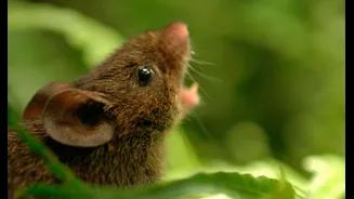 Estes ratos são capazes de “cantar em dueto”. Entenda como essa habilidade surgiu