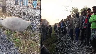 Assam: 8 elephants killed after Rajdhani Express hits them; train ops hit after 5 coaches derail