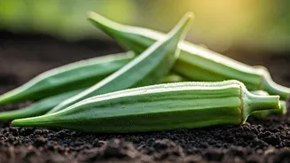 Okra Is The Crop That Keeps Producing