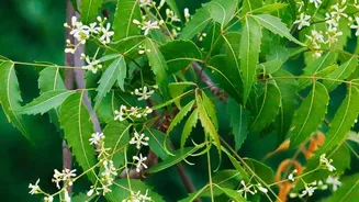Natural Pest Control For Home Plants Diluted Neem Oil And Soapy Water Prevent Infestations