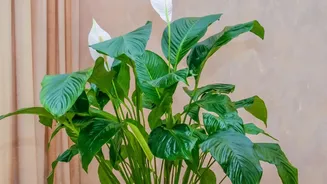 How indoor air-purifying plants like Peace Lilies help maintain natural room moisture in dry air-conditioned bedrooms