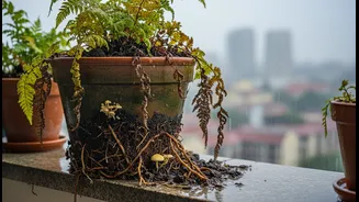Root Rot Is The Hidden Villain In Beautiful Rainy Balcony Gardens
