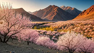 Ladakh's Apricot Blossom: India's Secret 'Sakura' Spring Spectacle