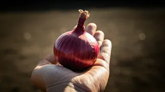 Onion in Pocket: Myth or Heatwave Savior? Debunking a Viral Indian Tip