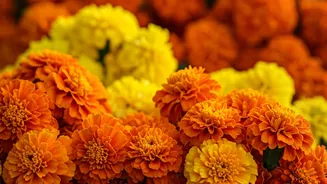 Why Native Marigold Bunches Fly Off Local Markets