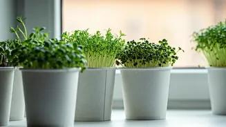 Farming Microscopic Edible Herbs Inside Miniature Paper Cups Rules