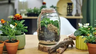How to make a terrarium for your home