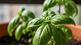 Balcony Pots Could Be Hosting Unwanted Guests