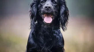 Post-Monsoon Pet Care: Managing Fungal Infections And Damp-Coat Allergies In Urban Dogs