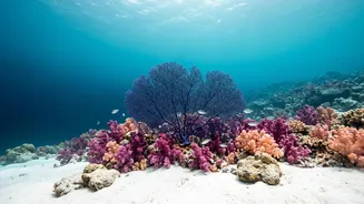 First-Time Scuba Diving Works Best With Training, patience And clear signals