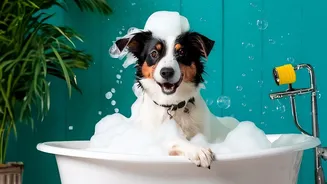 Monsoon Grooming Is Becoming More Important As Dampness Can Affect Pet Skin And Paws