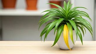 Revive Your Houseplants: Expert Tips to Combat Yellowing Leaves