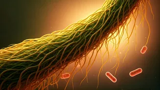 Fibre Deserves Better Than Being Thrown Away